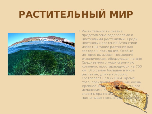 Растительный мир Растительность океана представлена водорослями и цветковыми растениями. Среди цветковых растений Атлантики известны такие растения как зостера и посидония. Особый интерес вызывает посидония океаническая, образующая на дне Средиземного моря огромную колонию, простирающуюся на 700 км. Это самое большое в мире растение, длина которого составляет целых 8 км. Кроме того, посидония – растение очень древнее. Возраст обнаруженного испанскими океанологами экземпляра посидонии насчитывает около 100 тысяч лет. 