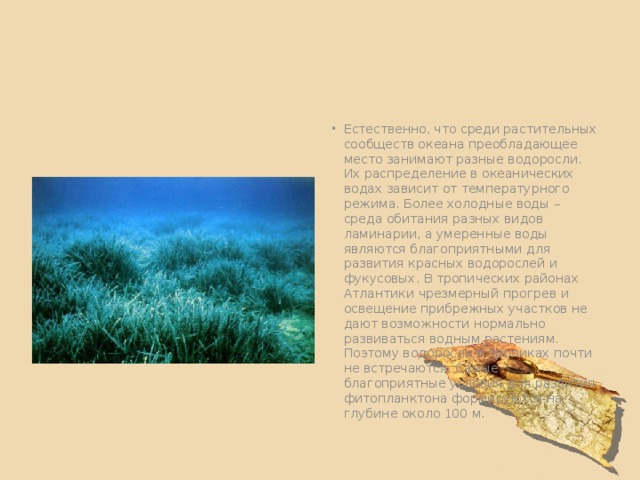 Естественно, что среди растительных сообществ океана преобладающее место занимают разные водоросли. Их распределение в океанических водах зависит от температурного режима. Более холодные воды – среда обитания разных видов ламинарии, а умеренные воды являются благоприятными для развития красных водорослей и фукусовых. В тропических районах Атлантики чрезмерный прогрев и освещение прибрежных участков не дают возможности нормально развиваться водным растениям. Поэтому водоросли в тропиках почти не встречаются. Самые благоприятные условия для развития фитопланктона формируются на глубине около 100 м. 