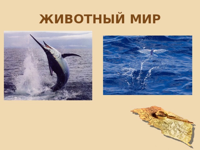 Животный мир 