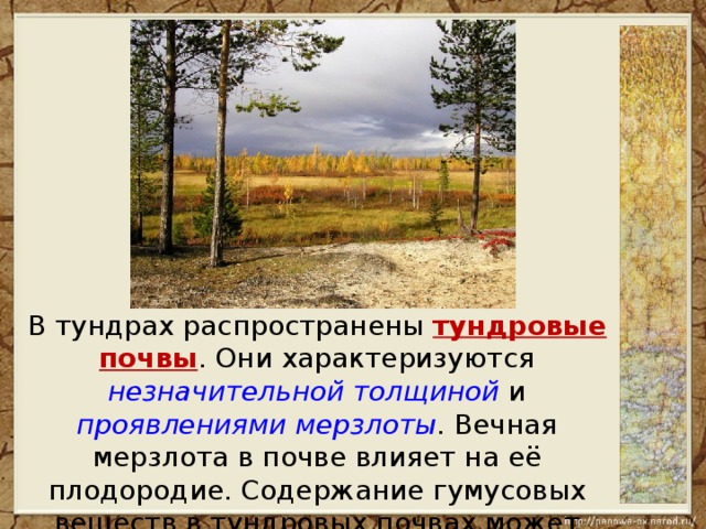 Почвы тундры схема