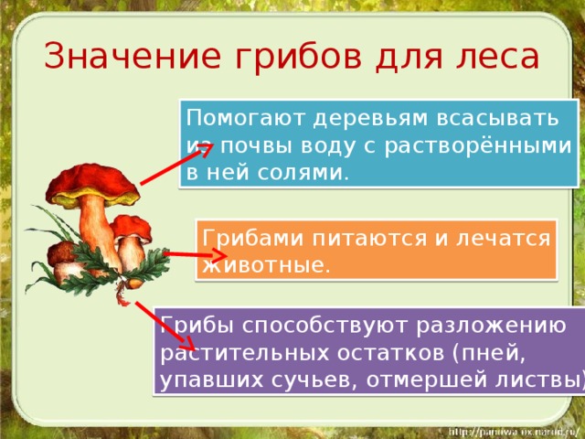 Грибы не имеют. Значение грибов. Значение грибов для леса. Какую роль играют грибы в лесу. Значение грибов в лесу.