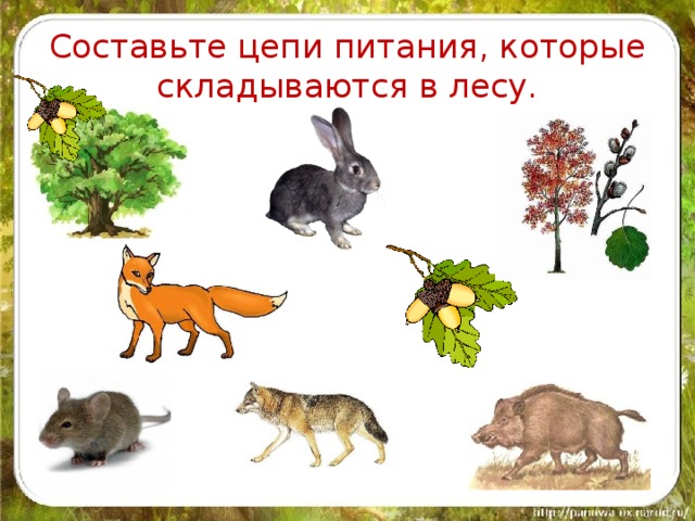 Презентация пищевые цепочки для дошкольников
