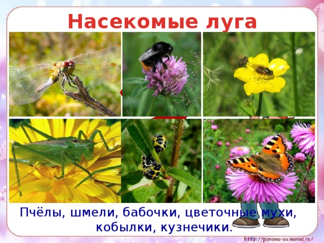 Презентация по окружающему миру 2 класс животные луга