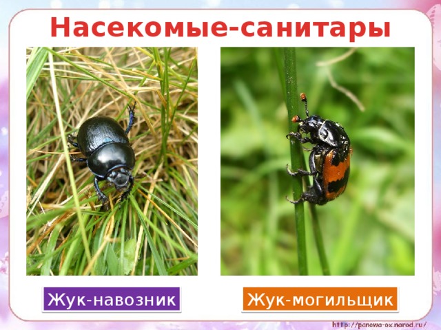 Насекомые санитары садов и огородов проект 7 класс