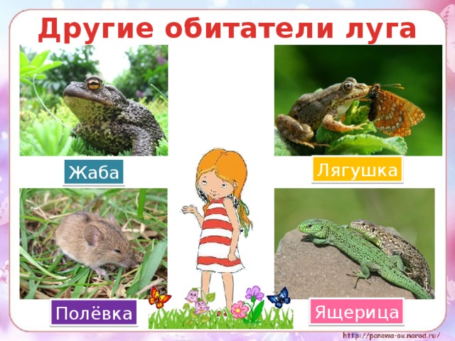 Обитатели луга картинки для детей