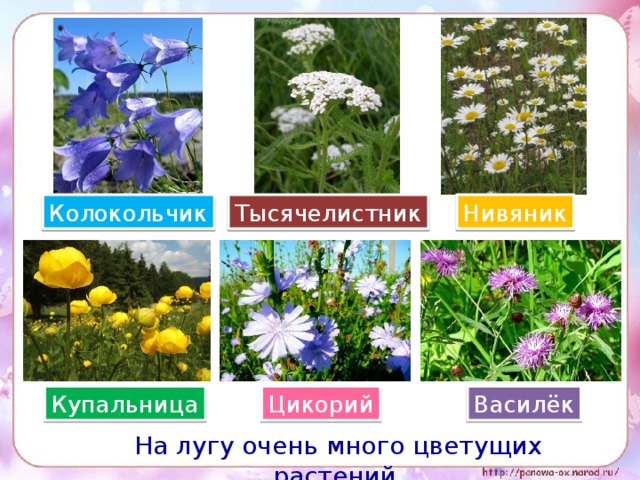 Растения луга картинки с названиями