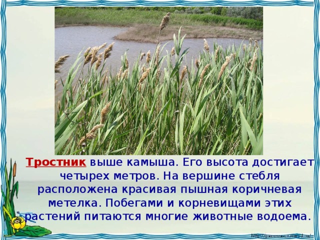 Растения пресных водоемов 2 класс 21 век презентация