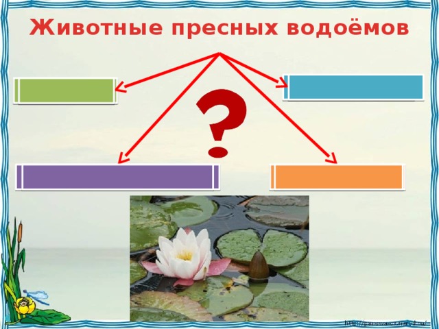 Презентация растения пресных водоемов