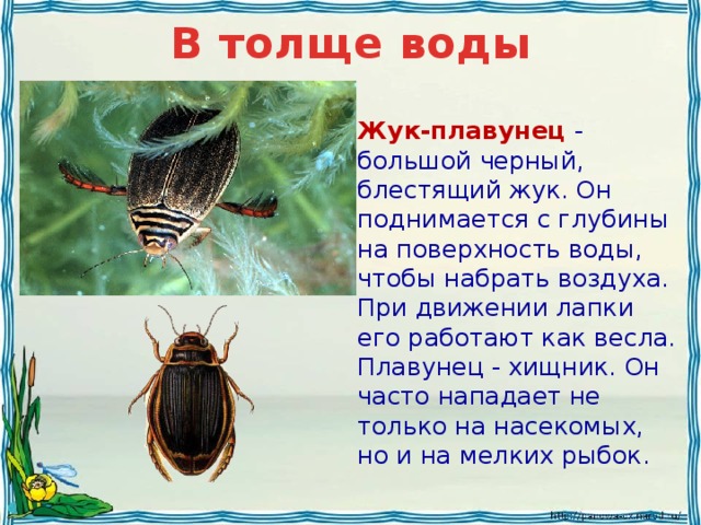 Жук плавунец презентация