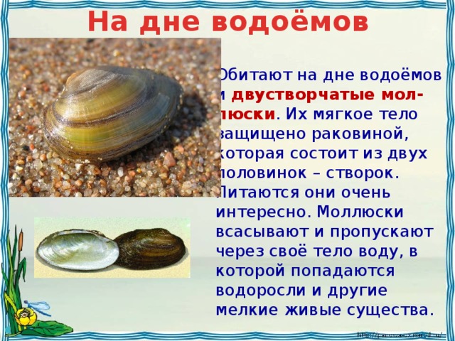 Осадок на дне водоема 6 букв. Беззубка перловица Мидия. Двустворчатые беззубка. Двустворчатые моллюски перловица. Двустворчатые моллюски Жемчужница.