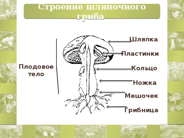 Рассмотрите рисунок строение шляпочного гриба