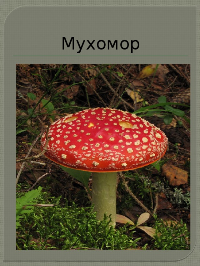 Проект мухомор 3 класс Презентация по окр. миру 2 кл (ПНШ)