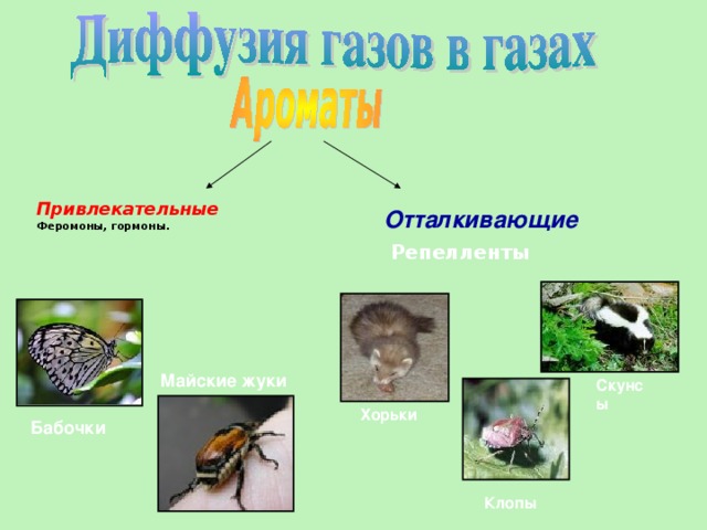 Привлекательные Феромоны, гормоны. Отталкивающие Репелленты Майские жуки Скунсы Хорьки Бабочки Клопы 