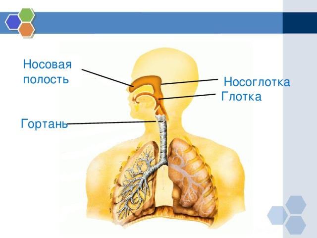 Трахея гортань рисунок