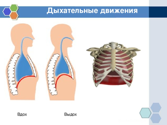 Вдох и выдох таблица