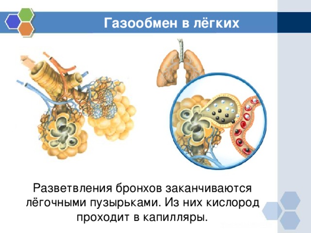 Млекопитающие газообмен. Газообмен в бронхах. Строение легочных пузырьков. Тонкостенные пузырьки легочной ткани обеспечивающие газообмен. Происходит ли в бронхах газообмен.