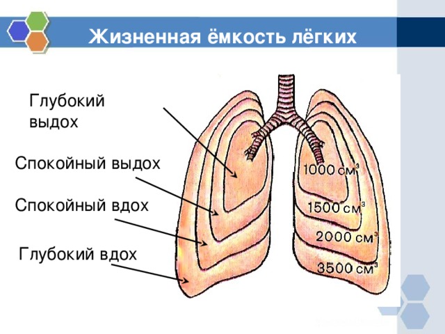 Жизненная ёмкость лёгких Глубокий выдох Спокойный выдох Спокойный вдох Глубокий вдох 