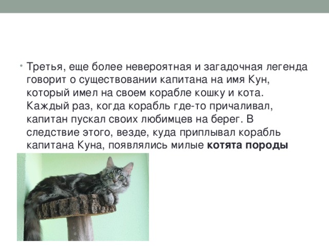 Коты легенды. Миф кун кот. Куна когда появились. Как выглядят мифы разговаривающих кошек. Кошка на корабле.