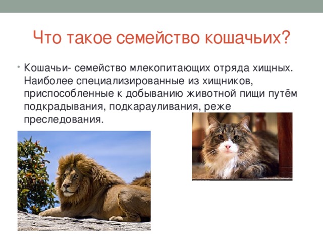 Проект семейство кошачьих 4 класс