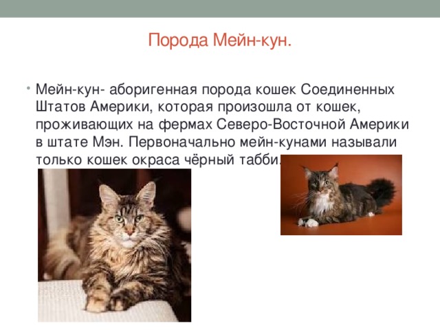 Проект про мейн куна Информационный исследовательский проект