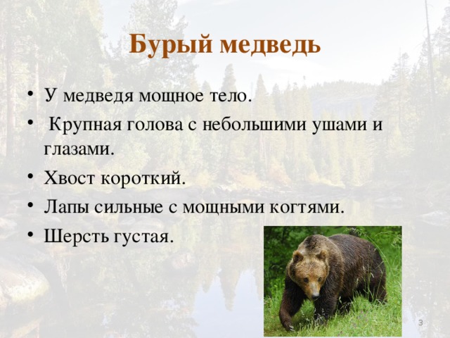 План сочинения камчатский бурый медведь