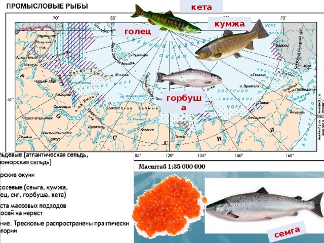 Корюшка ареал обитания карта