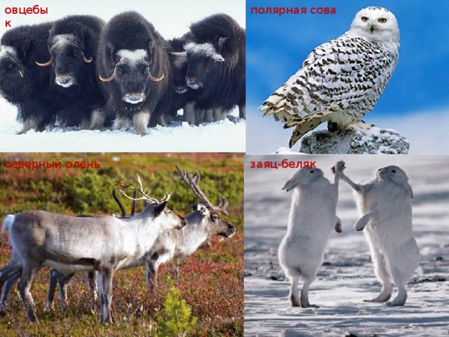 Полярная совы бурый медведь северный олень белка. Полярный олень с совой. Филин и заяц-Беляк. Полярная Сова, Северный олень, белый медведь. Северная Сова и заяц.