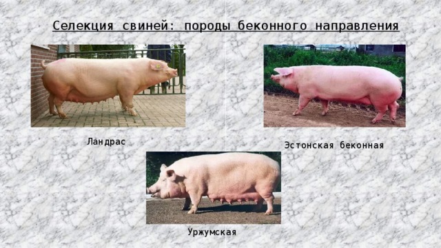 Направление пород свиней. Уржумская порода поросят. Ландрас порода свиней поросята. Уржумская Эстонская беконная. Селекция свиней биология 9 класс.