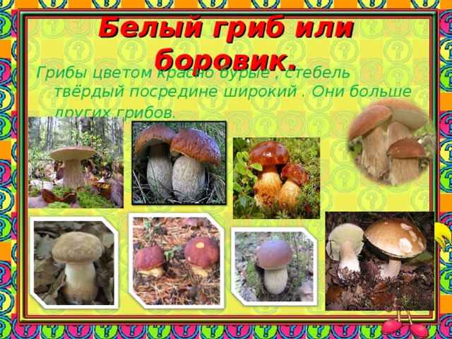 Белый гриб или боровик. Грибы цветом красно бурые , стебель твёрдый посредине широкий . Они больше других грибов.      