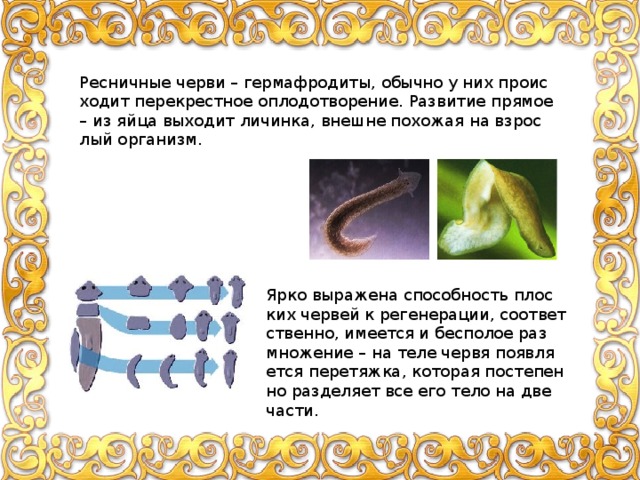 Рес­нич­ные черви – гер­ма­фро­ди­ты, обыч­но у них про­ис­хо­дит пе­ре­крест­ное опло­до­тво­ре­ние. Раз­ви­тие пря­мое – из яйца вы­хо­дит ли­чин­ка, внешне по­хо­жая на взрос­лый ор­га­низм. Ярко вы­ра­же­на спо­соб­ность плос­ких чер­вей к ре­ге­не­ра­ции, со­от­вет­ствен­но, име­ет­ся и бес­по­лое раз­мно­же­ние – на теле червя по­яв­ля­ет­ся пе­ре­тяж­ка, ко­то­рая по­сте­пен­но раз­де­ля­ет все его тело на две части. 