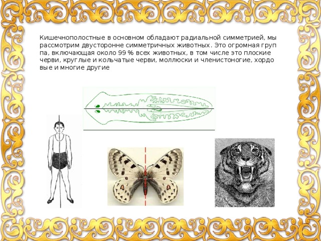 Типы симметрии животных 8 класс впр. Билатеральная симметрия у плоских червей.