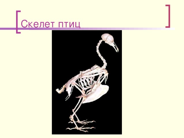 Скелет  птиц 