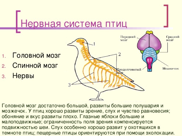 Нервная система птиц Головной мозг Спинной мозг Нервы Головной мозг достаточно большой, развиты большие полушария и мозжечок. У птиц хорошо развиты зрение, слух и чувство равновесия; обоняние и вкус развиты плохо. Глазные яблоки большие и малоподвижные; ограниченность поля зрения компенсируется подвижностью шеи. Слух особенно хорошо развит у охотящихся в темноте птиц; пещерные птицы ориентируются при помощи эхолокации. 