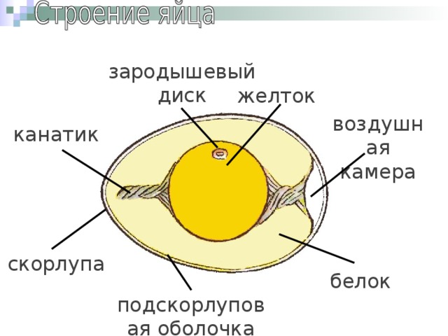 зародышевый диск желток воздушная камера канатик скорлупа белок подскорлуповая оболочка