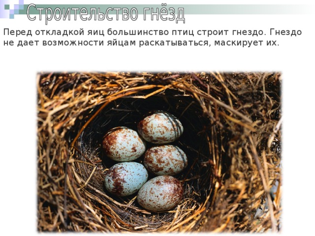 Перед откладкой яиц большинство птиц строит гнездо. Гнездо не дает возможности яйцам раскатываться, маскирует их.
