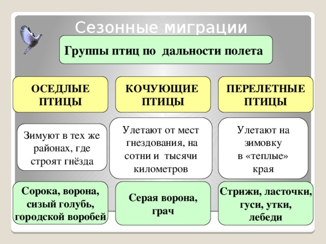 Метод миграции птиц. Оседлые Кочующие и перелетные птицы. Группы птиц перелетные оседлые Кочующие. Сезонные миграции птиц оседлые Кочующие перелетные. Оседлые птицы Кочующие птицы перелетные птицы.