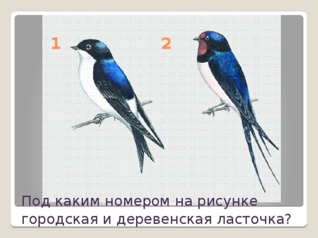 1 2 Под каким номером на рисунке городская и деревенская ласточка?