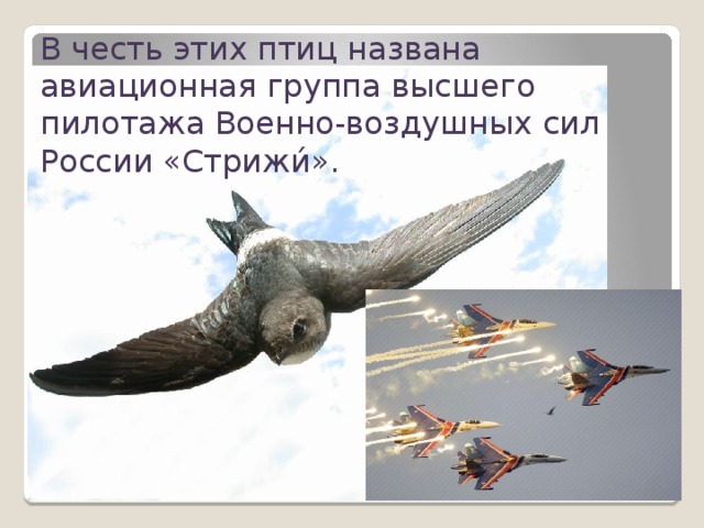В честь этих птиц названа авиационная группа высшего пилотажа Военно-воздушных сил России «Стрижи́».