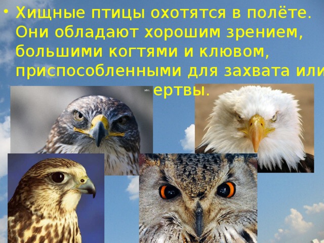 Хищные птицы охотятся в полёте. Они обладают хорошим зрением, большими когтями и клювом, приспособленными для захвата или умерщвления жертвы.