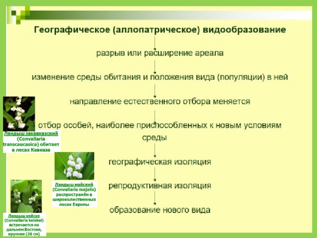 Создайте схему типы видообразования в природе