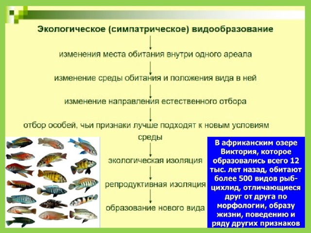 Факторами видообразования являются. Этапы экологического видообразования биология 9 класс. Вид изоляции биологического видообразования. Биологическое видообразование. Симпатрическое (биологическое) видообразование.
