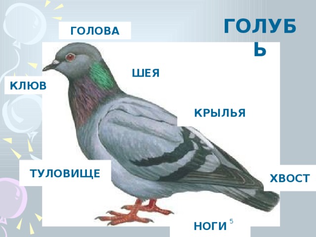 Мозг голубя. Строение головы голубя. Крылья птиц строение голубь. Голубь клюв части тела.