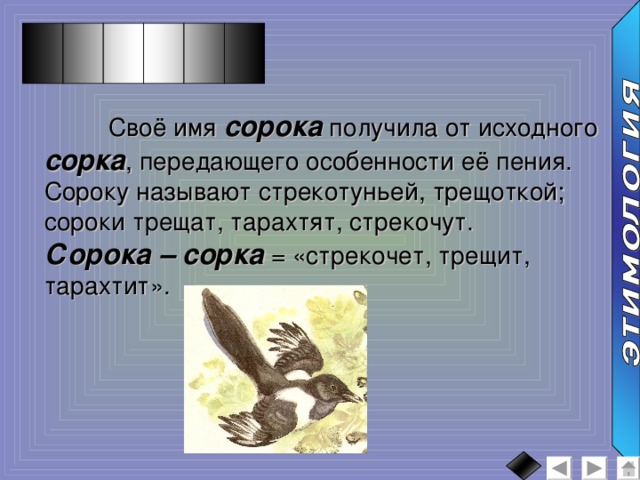 Сороки трещат или пищат. Сорока трещит. Интересные сведения про сороку. Кличка для сороки. Имя для сороки.