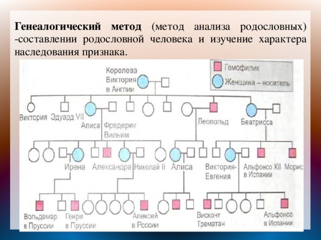 Схема родословной биология