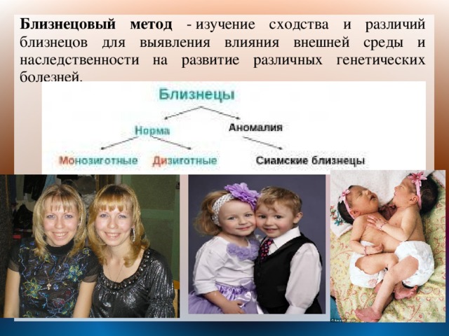 Близнецовый метод изучения наследственности человека презентация