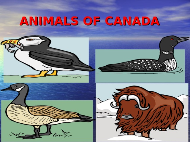  ANIMALS OF CANADA 