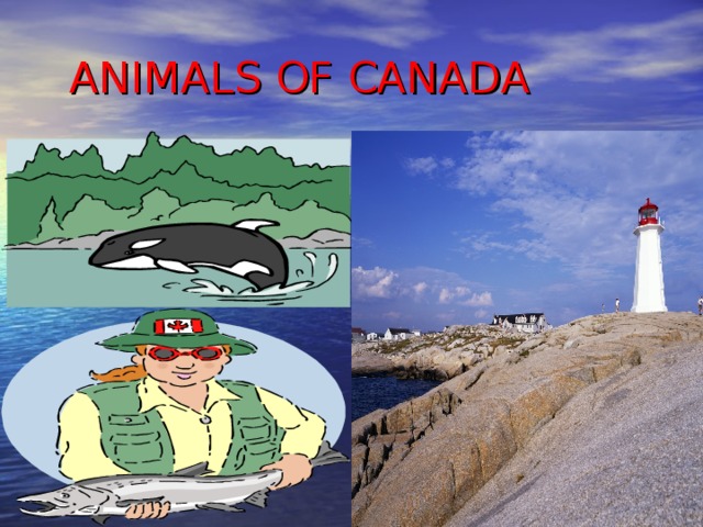  ANIMALS OF CANADA 