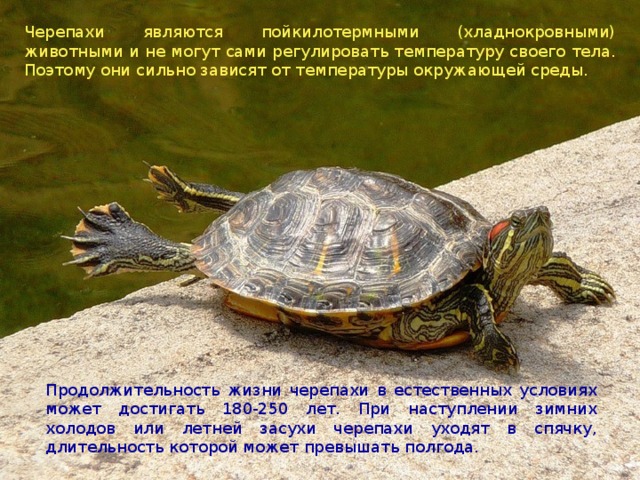 Черепахи являются пойкилотермными (хладнокровными) животными и не могут сами регулировать температуру своего тела. Поэтому они сильно зависят от температуры окружающей среды. Продолжительность жизни черепахи в естественных условиях может достигать 180-250 лет. При наступлении зимних холодов или летней засухи черепахи уходят в спячку, длительность которой может превышать полгода. 