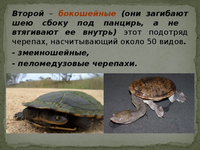 Второй –  бокошейные (они загибают шею сбоку под панцирь, а не втягивают ее внутрь)  этот  подотряд черепах, насчитывающий около 50 видов . - змеиношейные, - пеломедузовые черепахи. 
