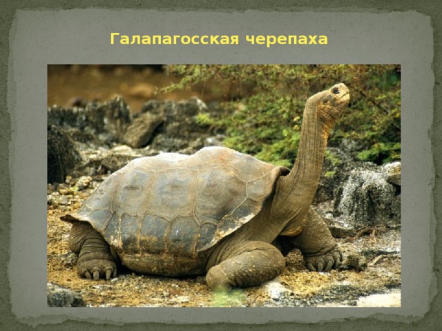 Галапагосская черепаха 